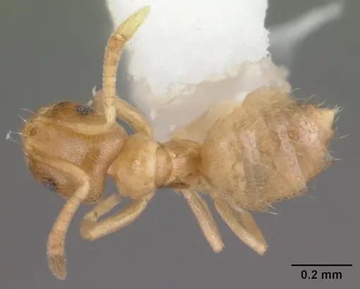 Brachymyrmex depilis specimen CASENT0103622 image casent0103622_1