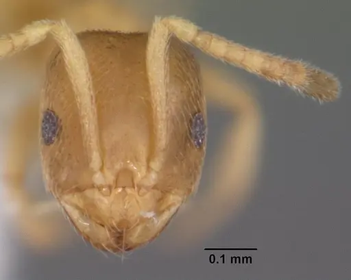 Brachymyrmex depilis specimen CASENT0103622 image casent0103622_2