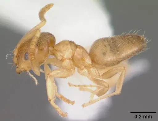 Brachymyrmex depilis specimen CASENT0103622 image casent0103622_3