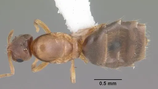 Brachymyrmex depilis specimen CASENT0103623 image casent0103623_1