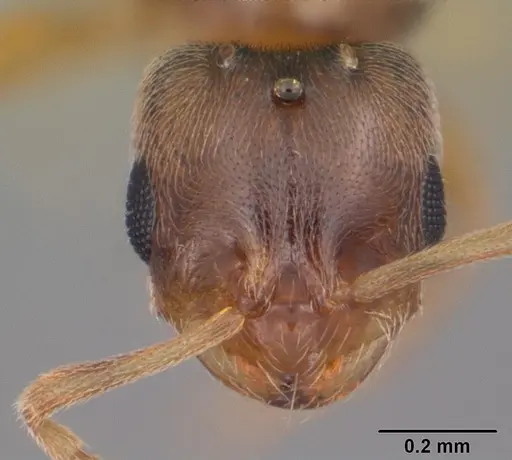 Brachymyrmex depilis specimen CASENT0103623 image casent0103623_2