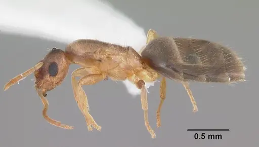 Brachymyrmex depilis specimen CASENT0103623 image casent0103623_3