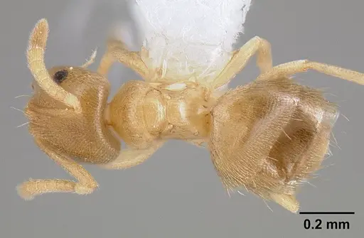 Brachymyrmex depilis specimen CASENT0106038 image casent0106038_1