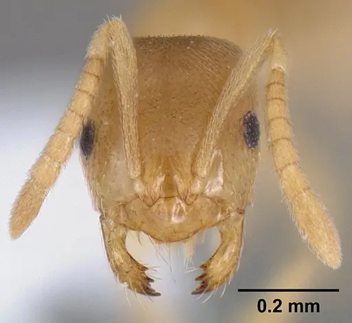 Brachymyrmex depilis specimen CASENT0106038 image casent0106038_2