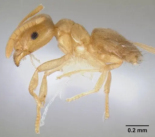 Brachymyrmex depilis specimen CASENT0106038 image casent0106038_3