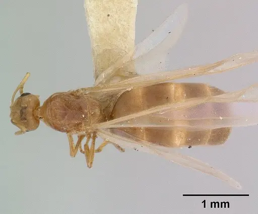 Brachymyrmex depilis specimen CASENT0179478 image casent0179478_1