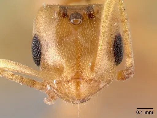 Brachymyrmex depilis specimen CASENT0179478 image casent0179478_2