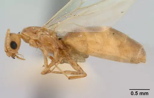 Brachymyrmex depilis specimen CASENT0179478 image casent0179478_3