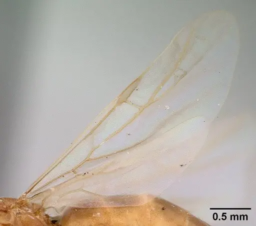 Brachymyrmex depilis specimen CASENT0179478 image casent0179478_4
