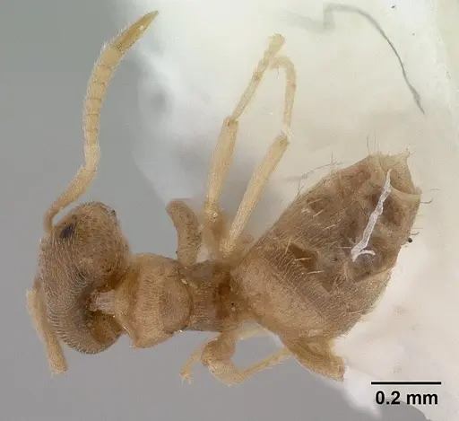 Brachymyrmex depilis specimen CASENT0179481 image casent0179481_1
