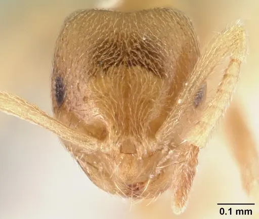 Brachymyrmex depilis specimen CASENT0179481 image casent0179481_2