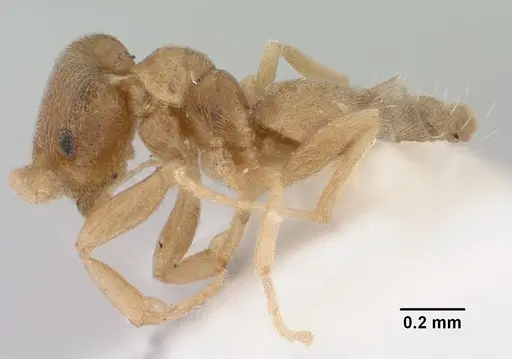 Brachymyrmex depilis specimen CASENT0179481 image casent0179481_3