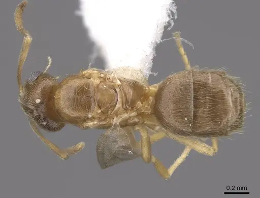 Brachymyrmex depilis specimen CASENT0221994 image casent0221994_1