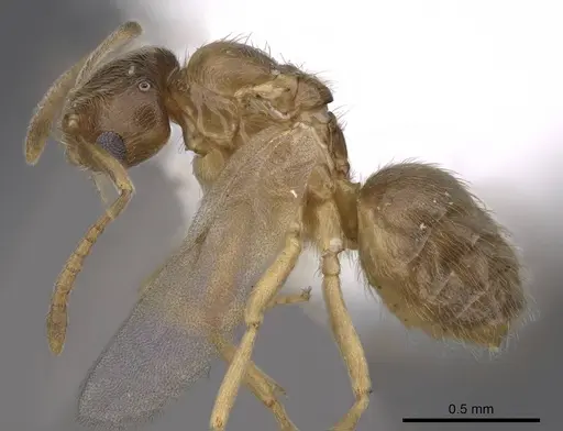 Brachymyrmex depilis specimen CASENT0221994 image casent0221994_3