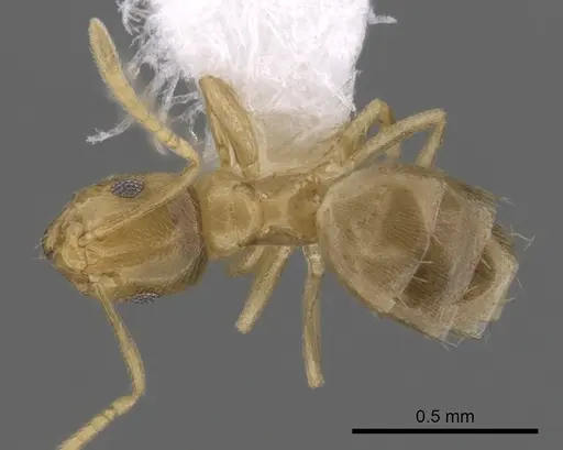 Brachymyrmex depilis specimen CASENT0249935 image casent0249935_1
