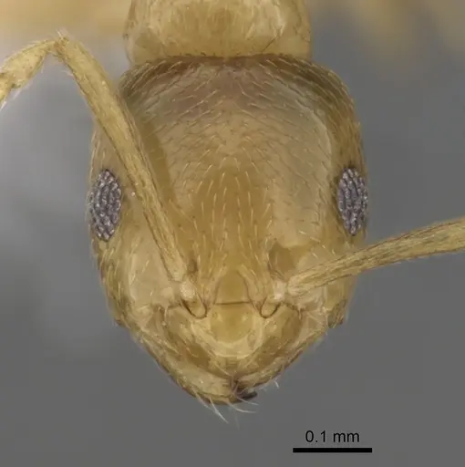 Brachymyrmex depilis specimen CASENT0249935 image casent0249935_2