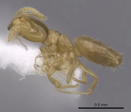 Brachymyrmex depilis specimen CASENT0249935 image casent0249935_3