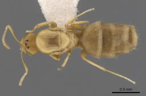 Brachymyrmex depilis specimen CASENT0249936 image casent0249936_1