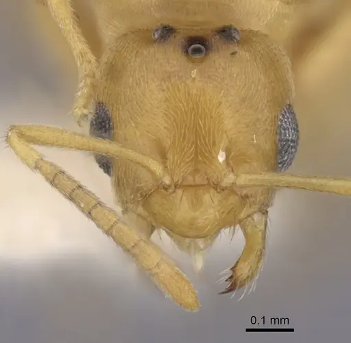 Brachymyrmex depilis specimen CASENT0249936 image casent0249936_2