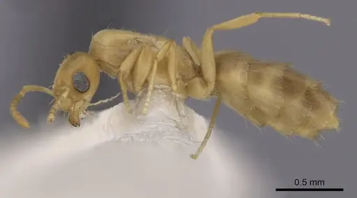 Brachymyrmex depilis specimen CASENT0249936 image casent0249936_3