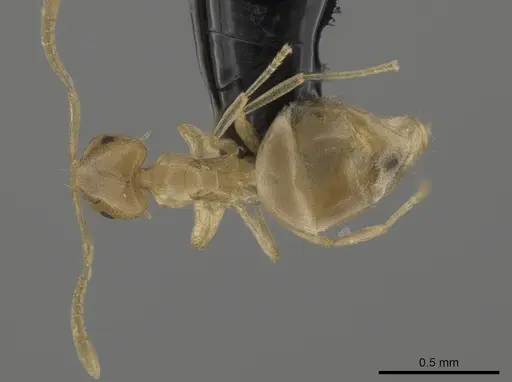 Brachymyrmex depilis specimen CASENT0653716 image casent0653716_1