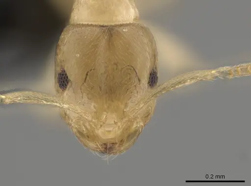 Brachymyrmex depilis specimen CASENT0653716 image casent0653716_2
