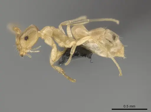 Brachymyrmex depilis specimen CASENT0653716 image casent0653716_3