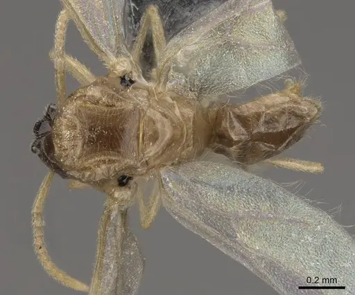 Brachymyrmex depilis specimen CASENT0724111 image casent0724111_1
