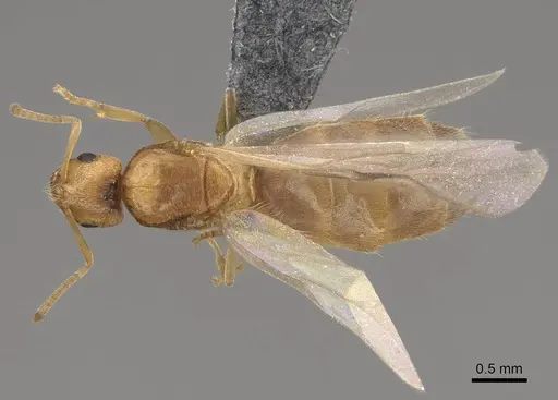Brachymyrmex depilis specimen CASENT0724944 image casent0724944_1
