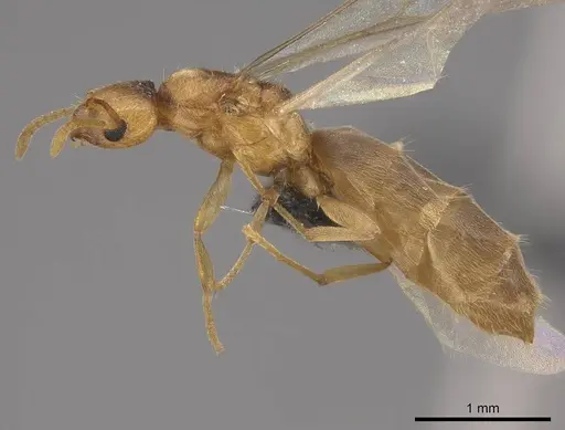 Brachymyrmex depilis specimen CASENT0724944 image casent0724944_3