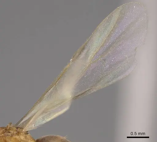 Brachymyrmex depilis specimen CASENT0724944 image casent0724944_4