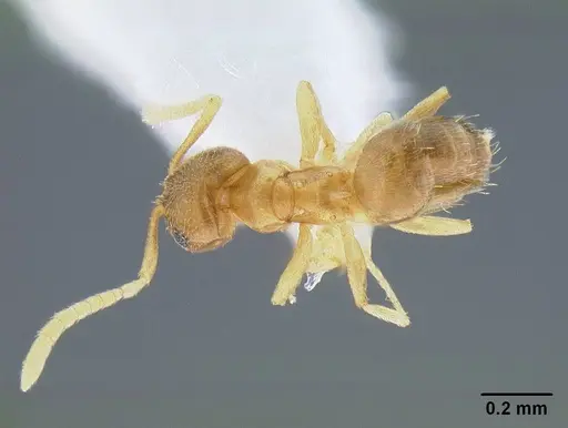 Brachymyrmex depilis specimen CASENT0844039 image casent0844039_1