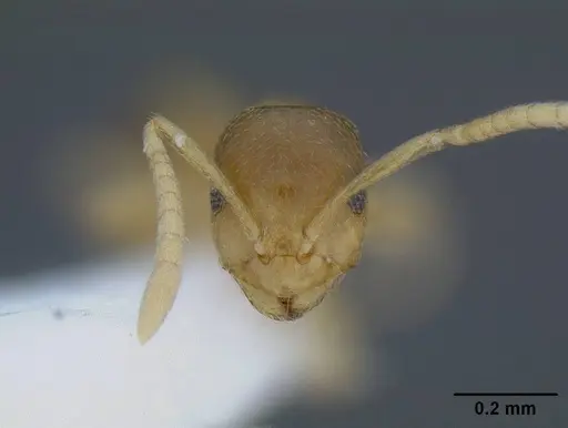 Brachymyrmex depilis specimen CASENT0844039 image casent0844039_2