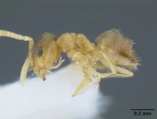 Brachymyrmex depilis specimen CASENT0844039 image casent0844039_3
