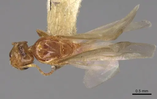 Brachymyrmex depilis specimen CASENT0923026 image casent0923026_1