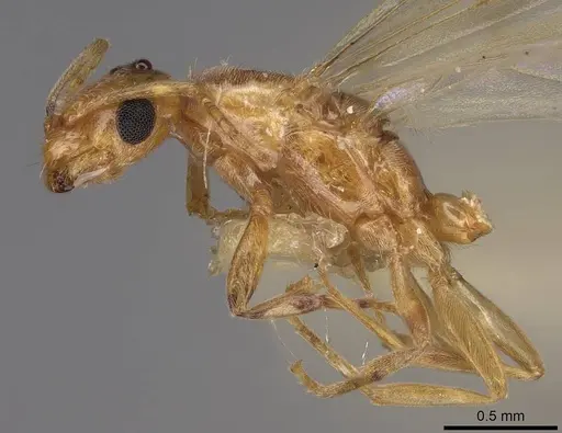 Brachymyrmex depilis specimen CASENT0923026 image casent0923026_3