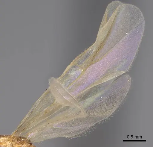 Brachymyrmex depilis specimen CASENT0923026 image casent0923026_4
