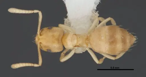 Brachymyrmex depilis specimen FMNHINS0000062867 image fmnhins0000062867_1
