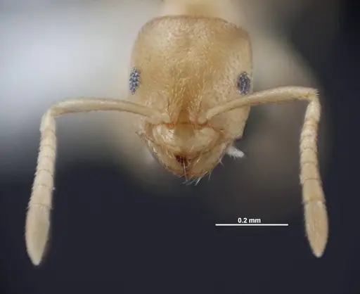Brachymyrmex depilis specimen FMNHINS0000062867 image fmnhins0000062867_2