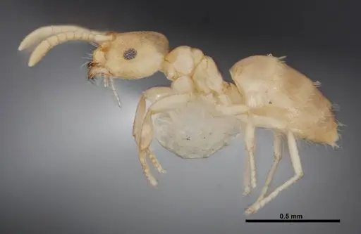 Brachymyrmex depilis specimen FMNHINS0000062867 image fmnhins0000062867_3