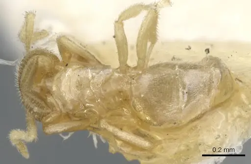 Brachymyrmex donisthorpei specimen CASENT0903118 image casent0903118_1