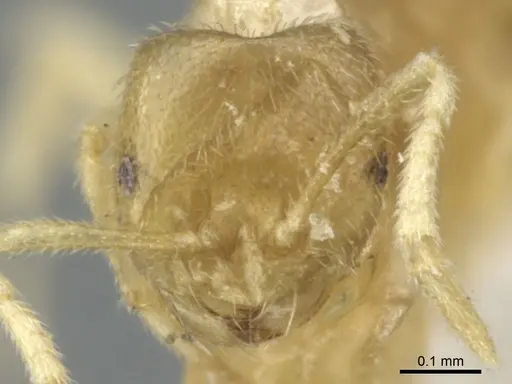 Brachymyrmex donisthorpei specimen CASENT0903118 image casent0903118_2