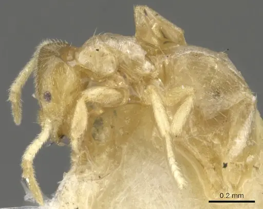 Brachymyrmex donisthorpei specimen CASENT0903118 image casent0903118_3