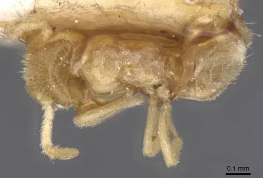 Brachymyrmex donisthorpei specimen USNMENT00757183 image usnment00757183_1