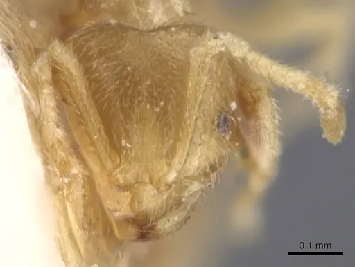 Brachymyrmex donisthorpei specimen USNMENT00757183 image usnment00757183_2