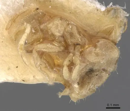 Brachymyrmex donisthorpei specimen USNMENT00757183 image usnment00757183_3