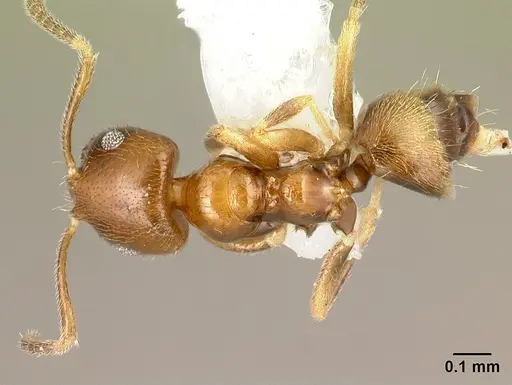 Brachymyrmex feitosai specimen CASENT0217326 image casent0217326_1