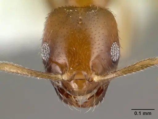 Brachymyrmex feitosai specimen CASENT0217326 image casent0217326_2