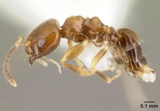 Brachymyrmex feitosai specimen CASENT0217326 image casent0217326_3