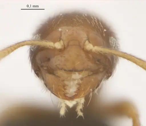 Brachymyrmex feitosai specimen UFV-LABECOL-001900 image ufv-labecol-001900_1